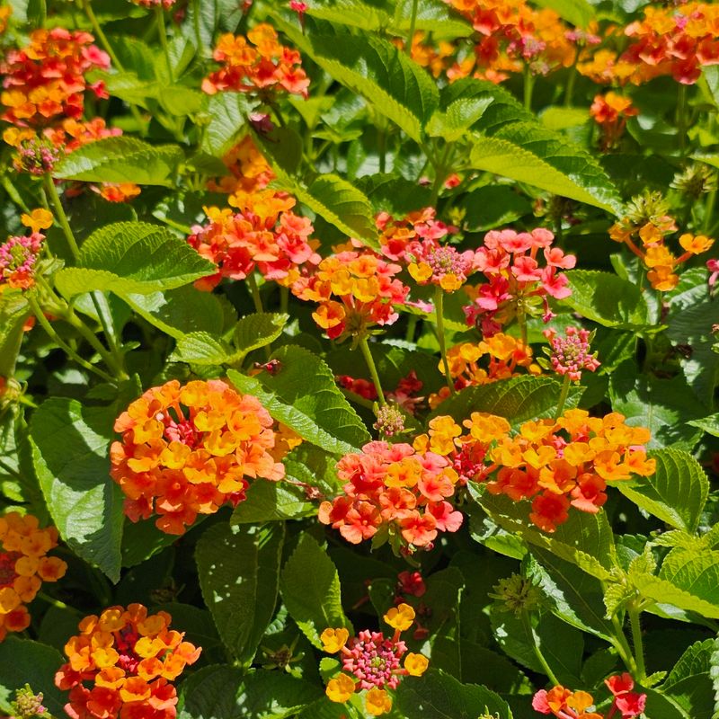 Lantana (Texas Superstar Selections)