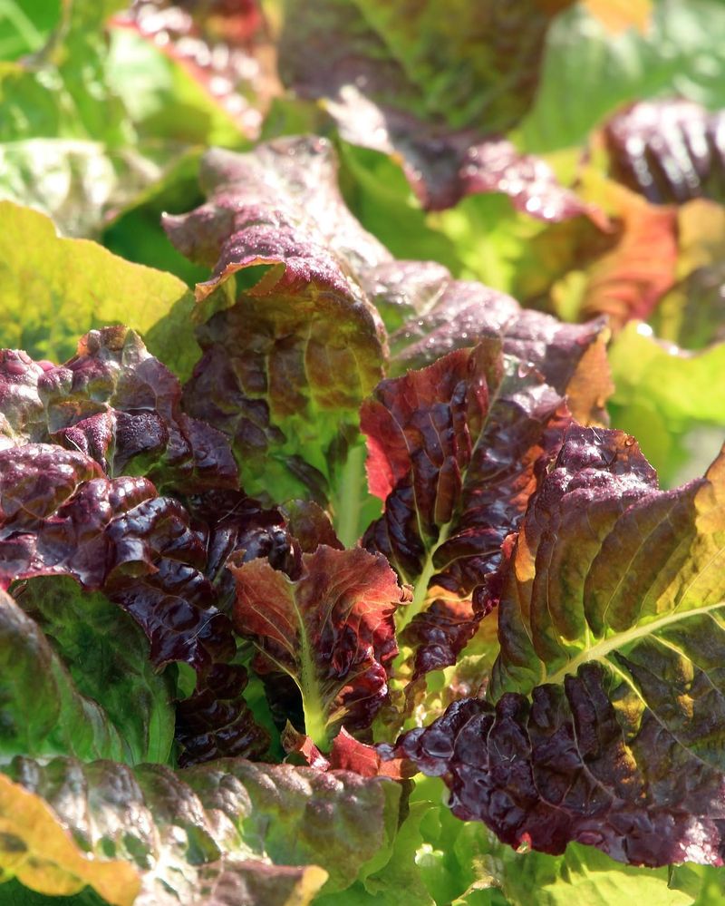 Leaf Lettuce (Loose-Leaf Varieties)