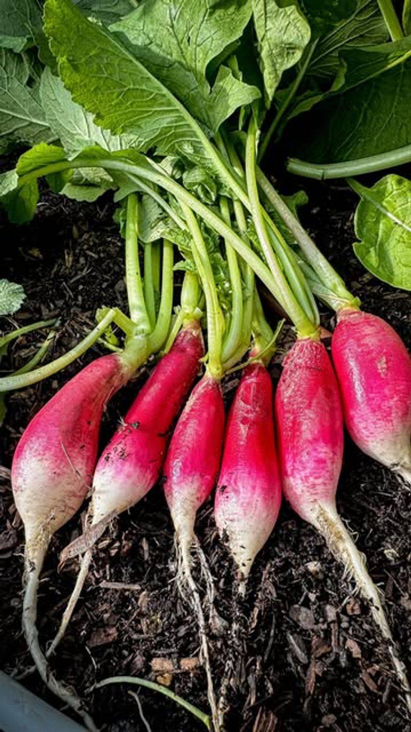 Radishes