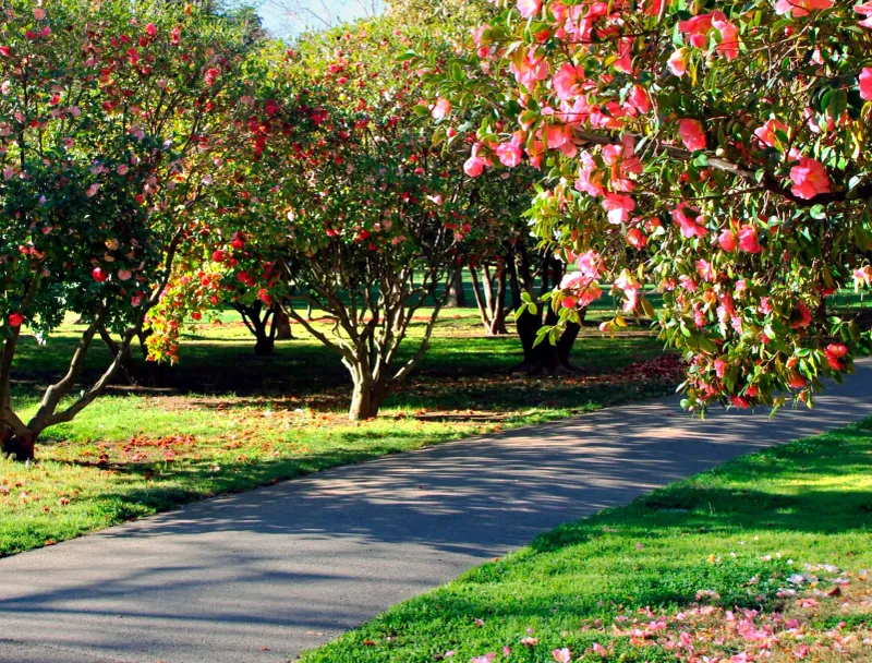 Camellia Grove At Capitol Park
