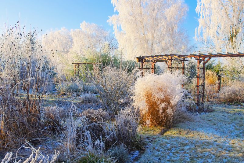 Winter Stems Shield Plants From Drying Winds