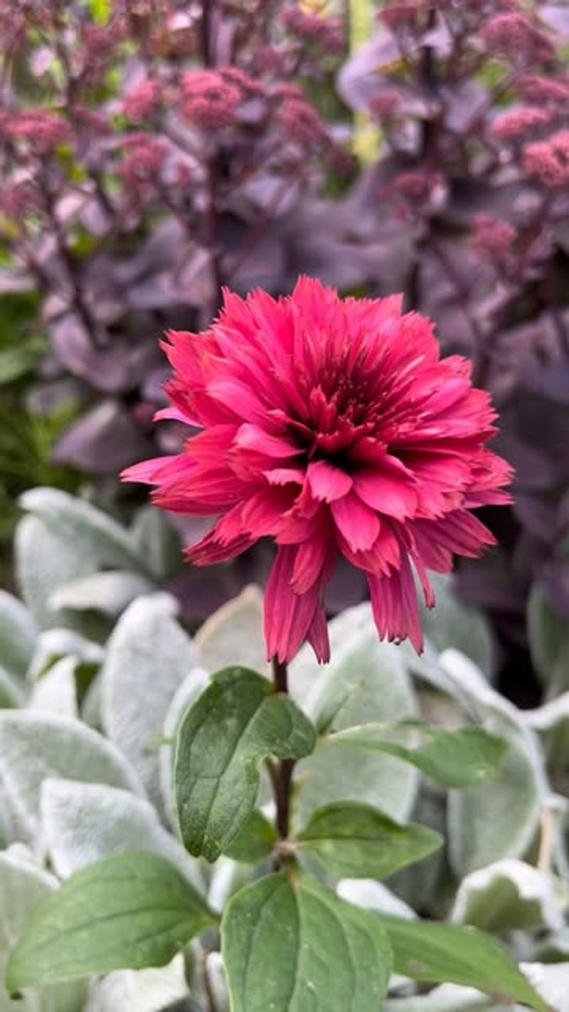 Plants Wake Up Healthier In Spring