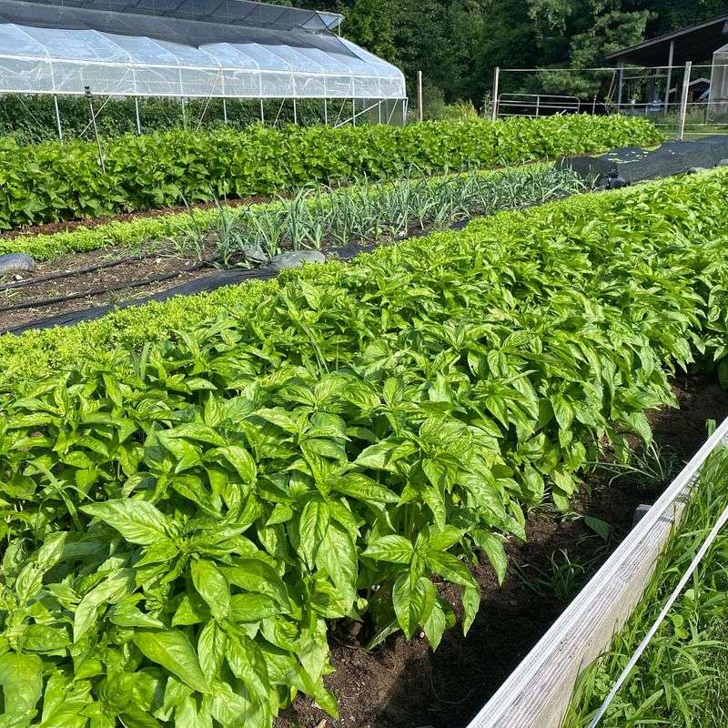 Growing Basil In Heavy, Slow-Draining Soil
