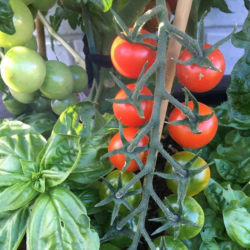 Choose The Right Vegetables For Desert Conditions