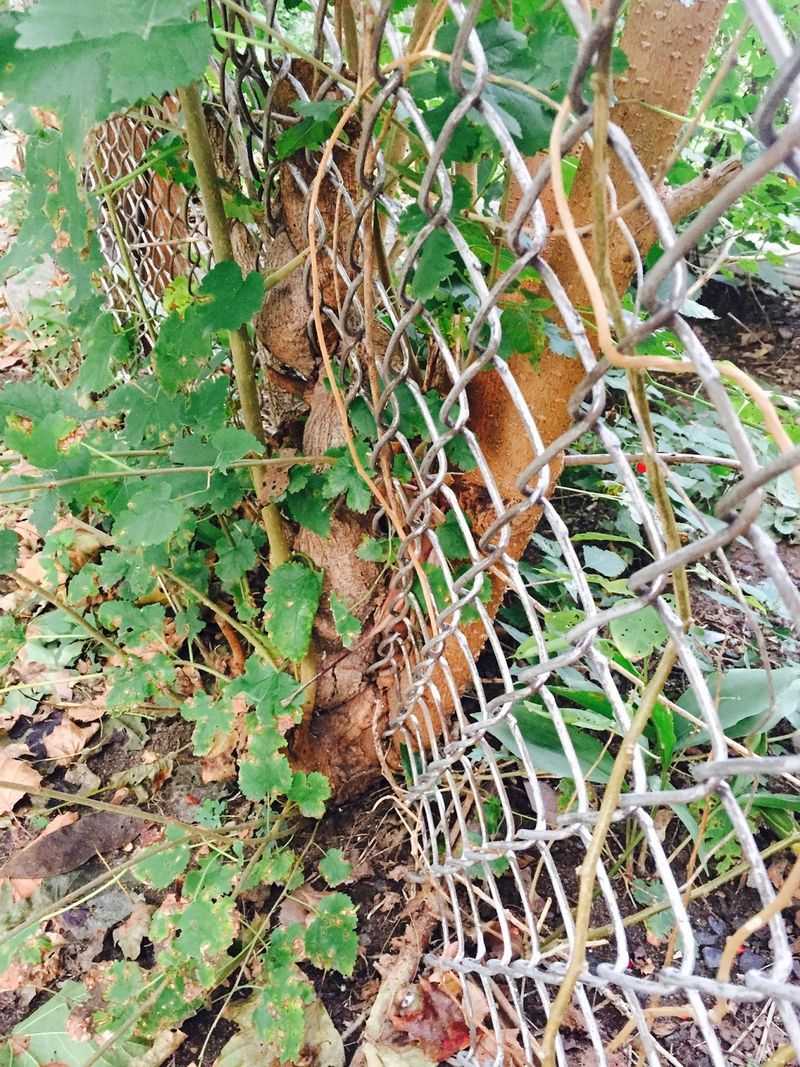 Your Right To Cut Roots At The Property Line In Illinois