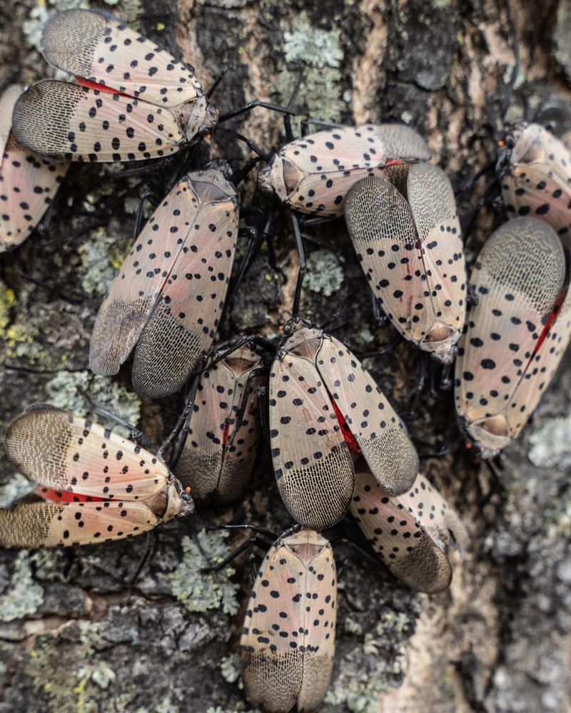 Explosive Reproduction Rates Demand Quick Action