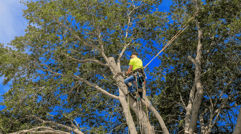 Hiring Professional Arborists For Oak Care