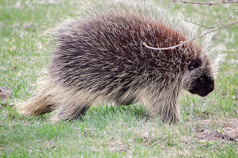 Safe And Humane Ways To Keep Porcupines Out