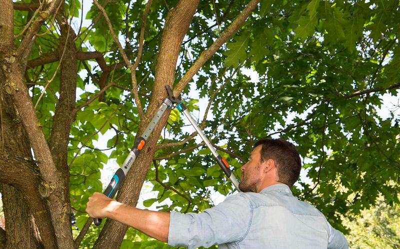 What Happens To The Trimmed Branches