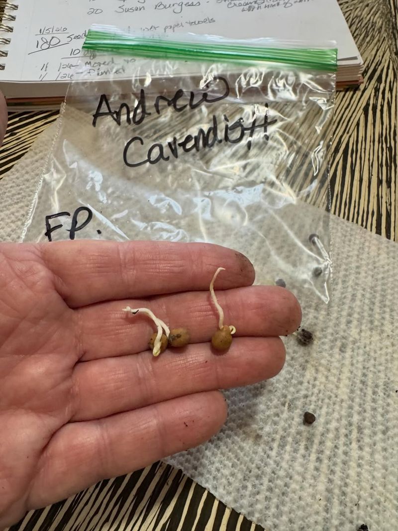 Why Pre-Sprouting Saves Time And Effort