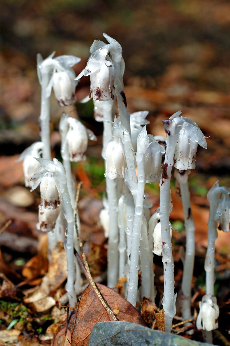 Increasing Awareness And Identification