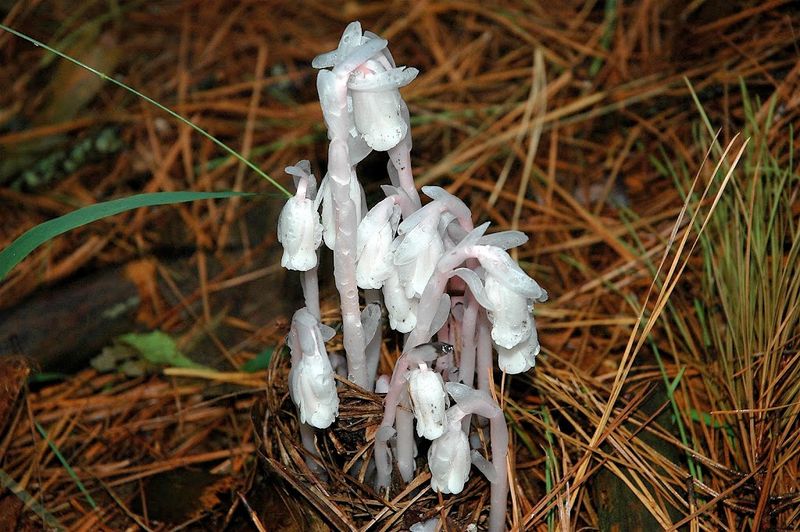 Seasonal Rainfall Patterns