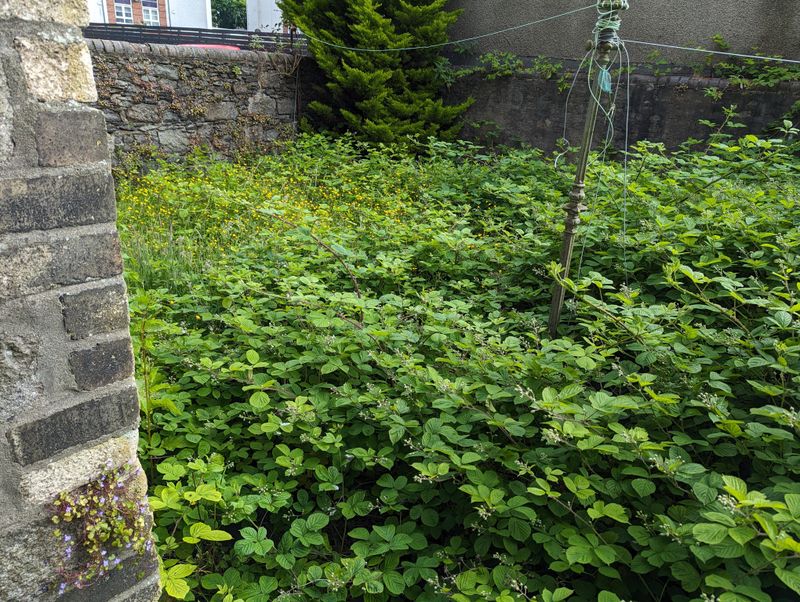 Invasive Or Nuisance Plants