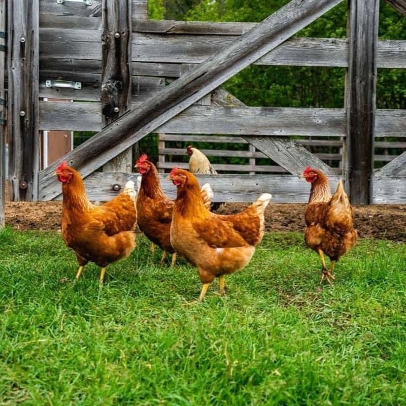 Backyard Chickens Or Livestock In Restricted Zones