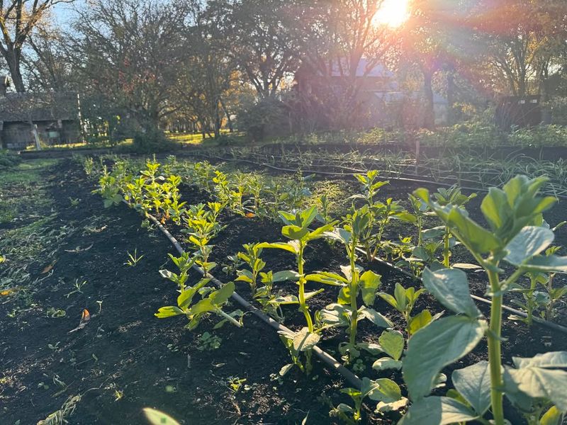 Plants Grow Better When Conditions Are Optimal