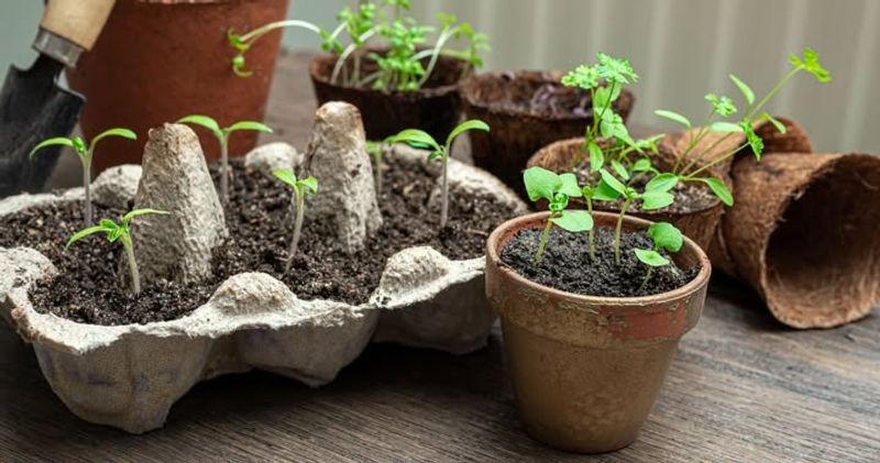 Timing Mistakes With Seedlings