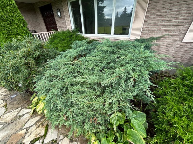 Overgrown Low Branches And Shrubs