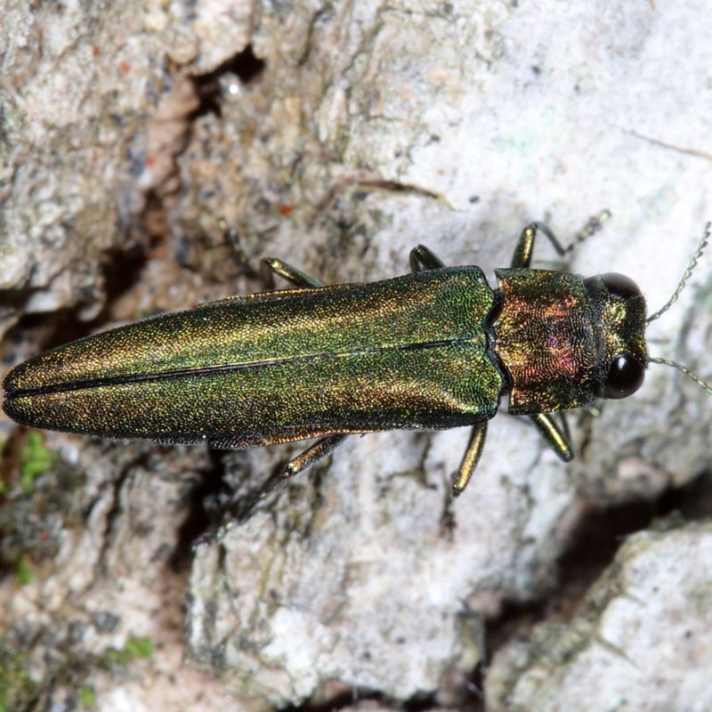 Thinning Canopy And Branch Decline