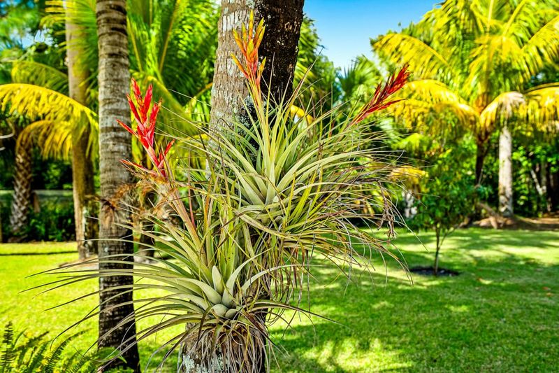 Tropical Accent Plants