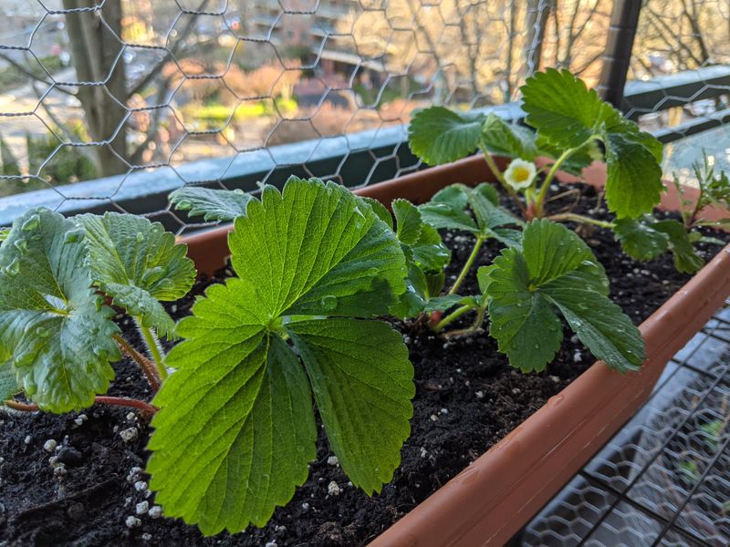 Install Drip Irrigation For Consistent Watering