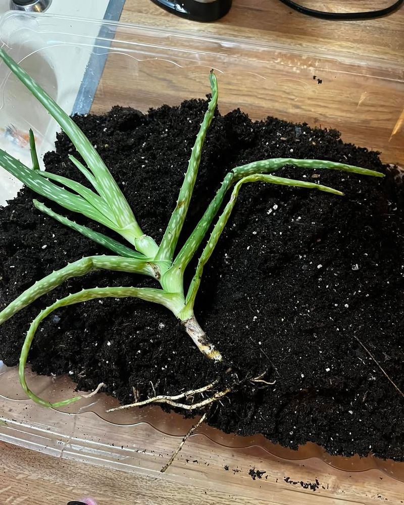 Repot When Soil Is Mostly Dry To Avoid Root Damage