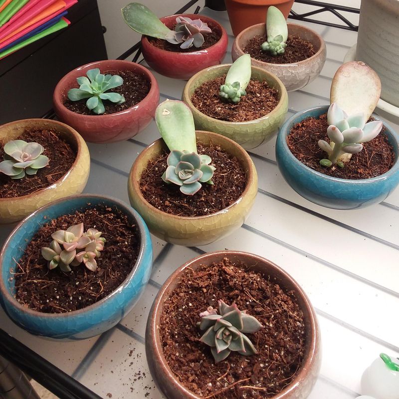 Handle Baby Plants Gently During Transplanting