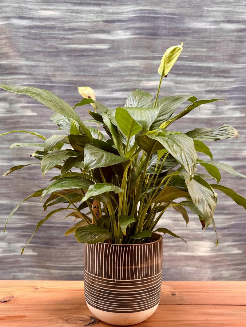 Water The Peace Lily Before Removing It From The Pot