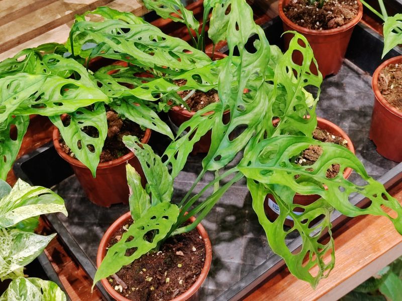 Water Lightly But Consistently