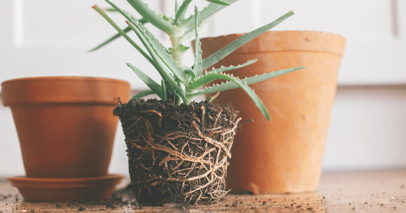 Remove The Aloe Carefully From Its Old Pot