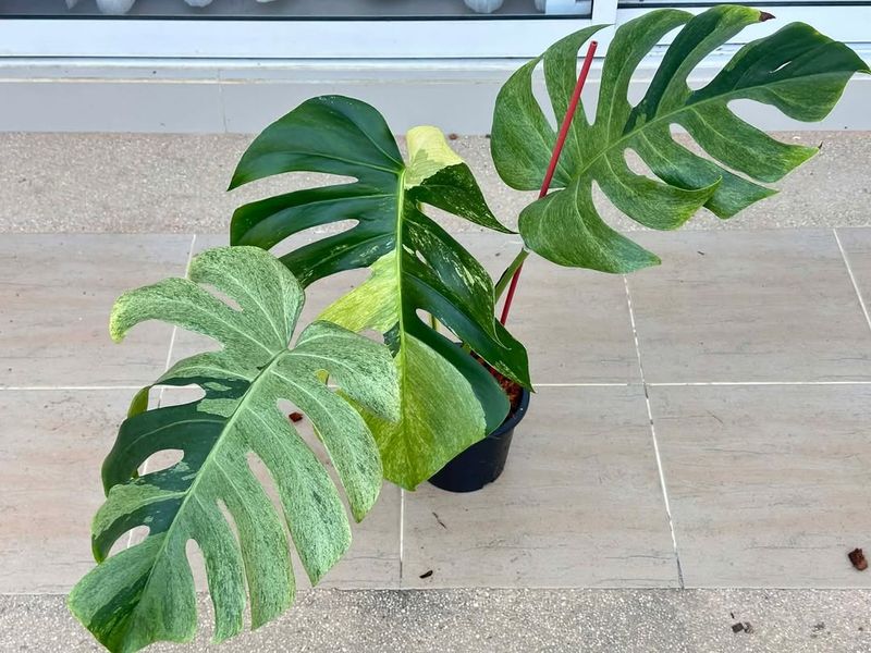 Water Thoroughly Only After The Top Layer Of Soil Dries