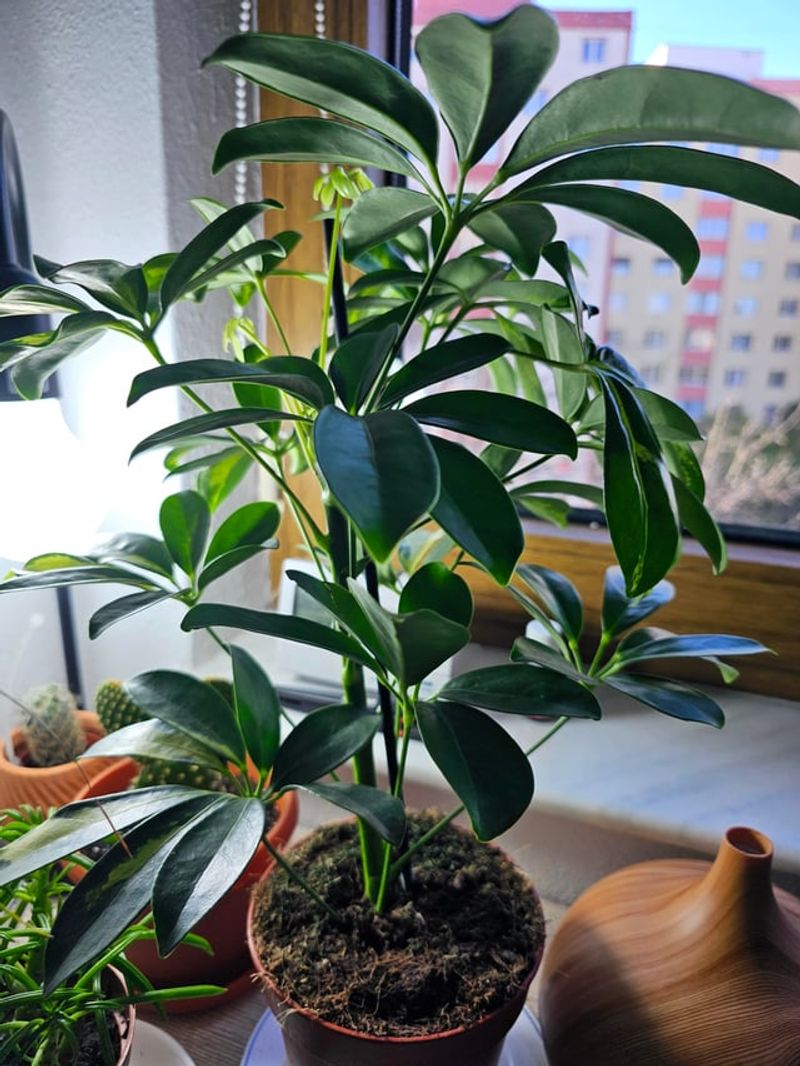 See What Your Plants Like