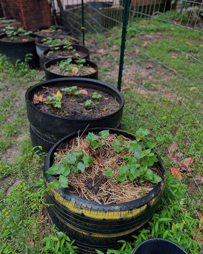 Convert Old Buckets Into Raised Containers