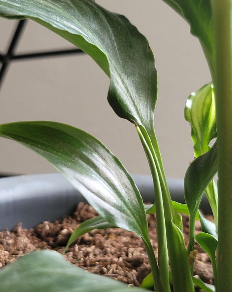 Time Pruning With Active Growth Periods