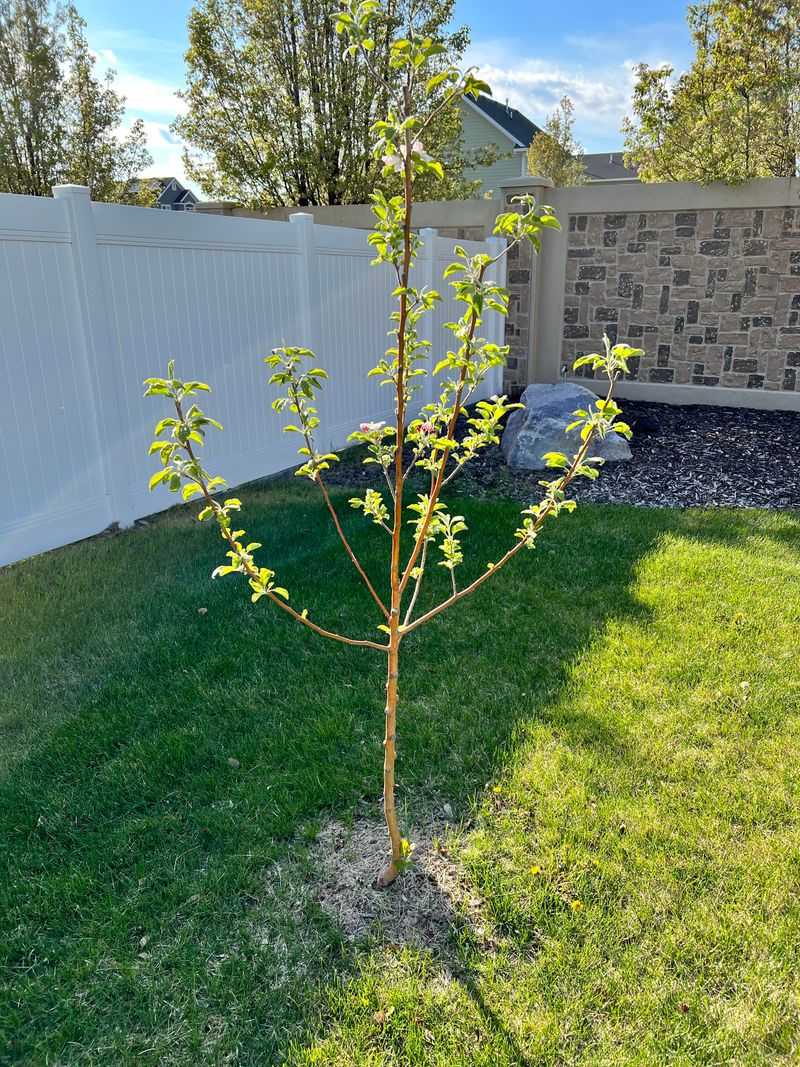 Delay Pruning Young Trees Until Structure Is Established