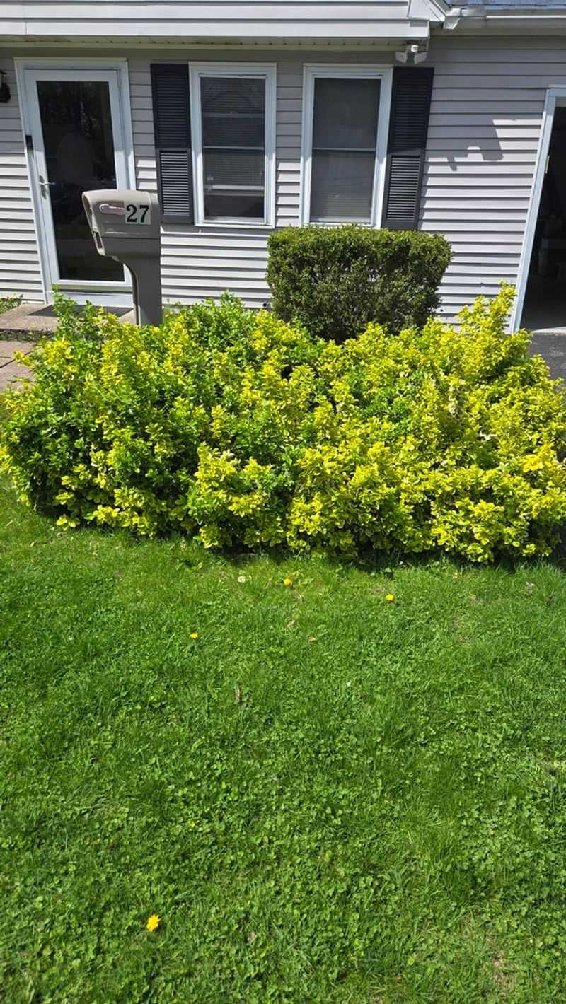 Thin Gradually Instead Of Cutting Back Hard