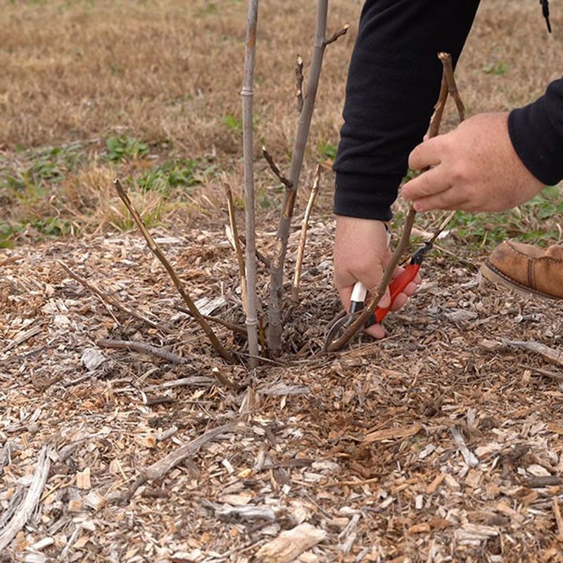 Support Pruning With Proper Watering And Fertilizing