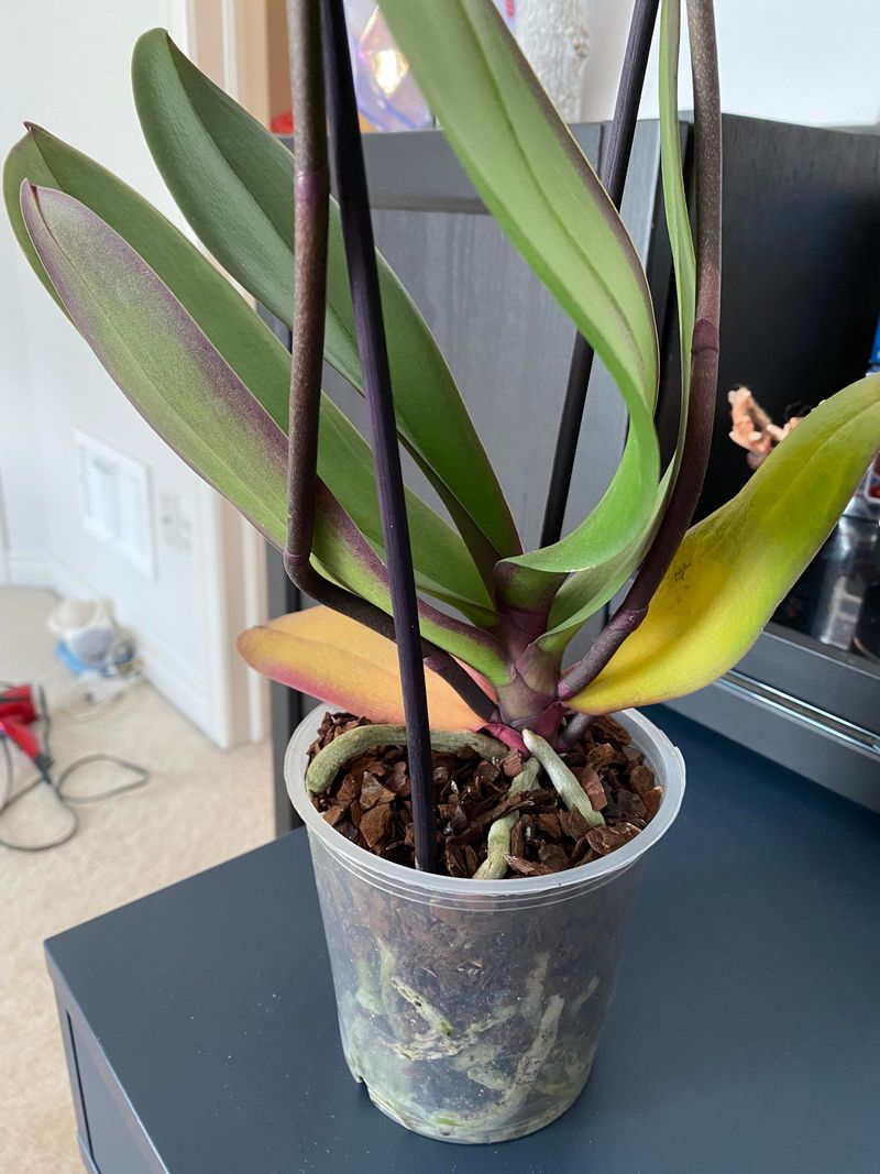 Remove Damaged Leaves