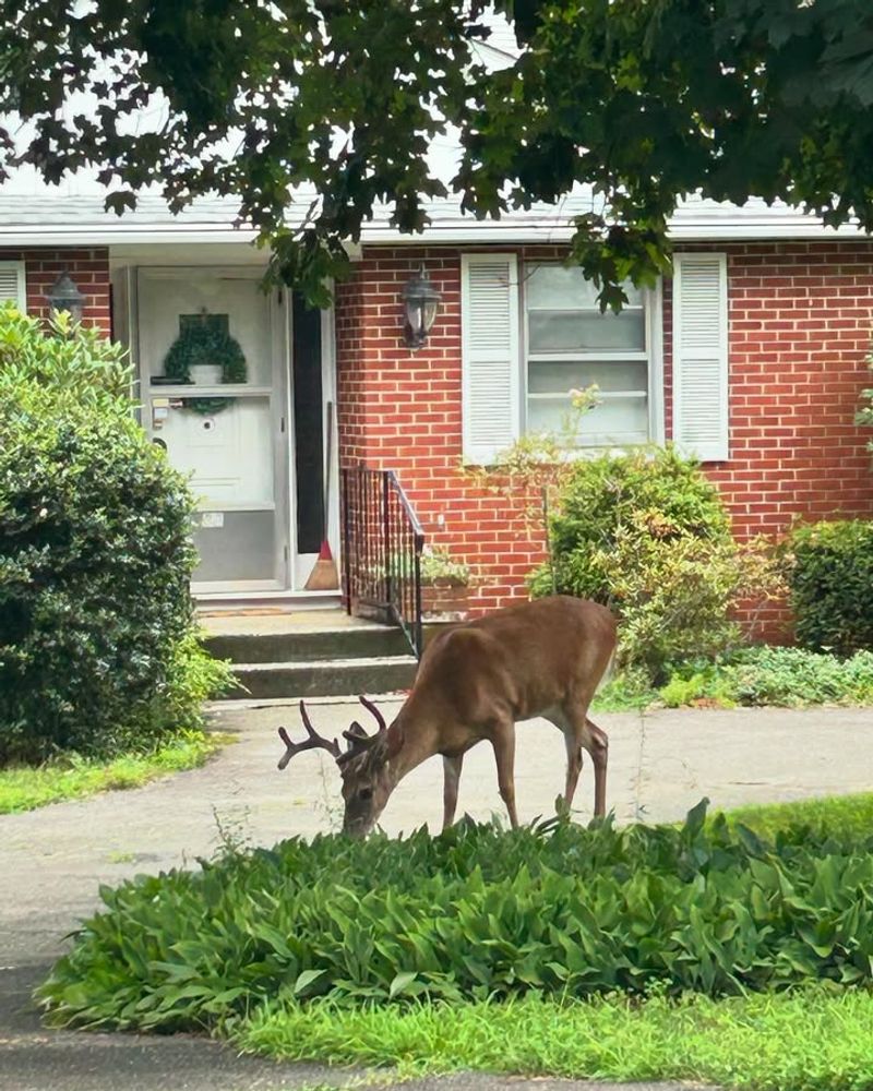 Apply Commercial Or Homemade Deer Repellents Regularly