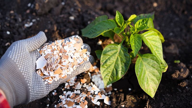 Avoid The Biggest Eggshell Gardening Myth