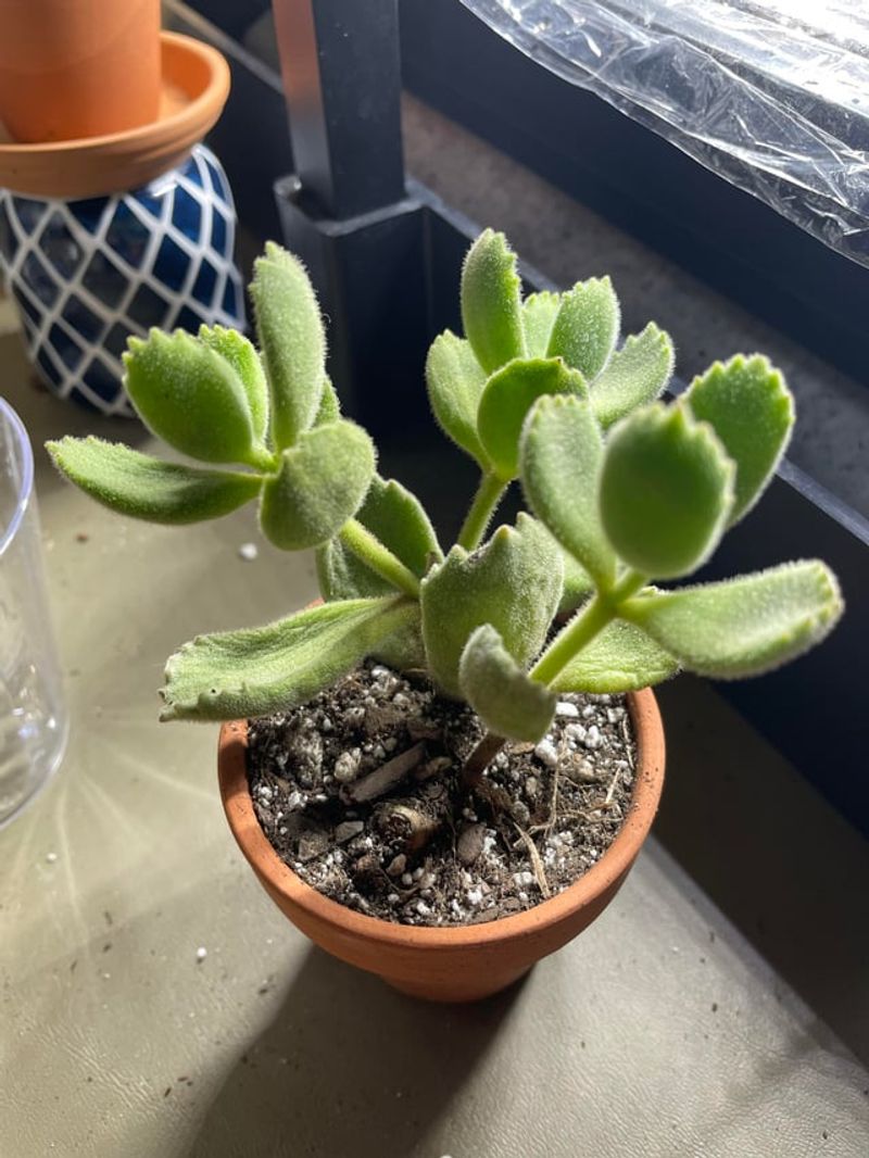 Avoid Leaving Water In Saucers