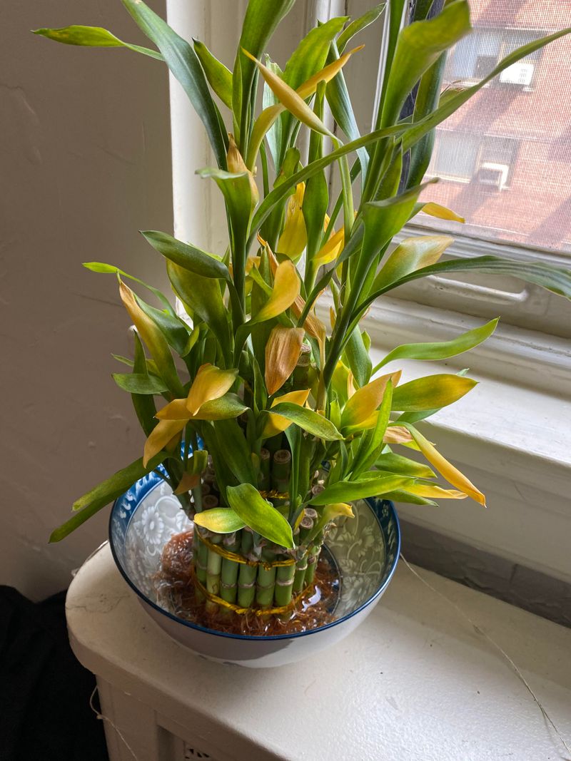 Provide Bright Indirect Sunlight