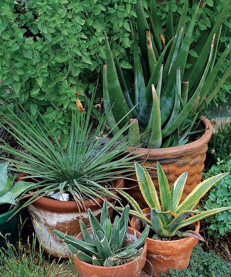 Pick Containers With Large Drainage Holes