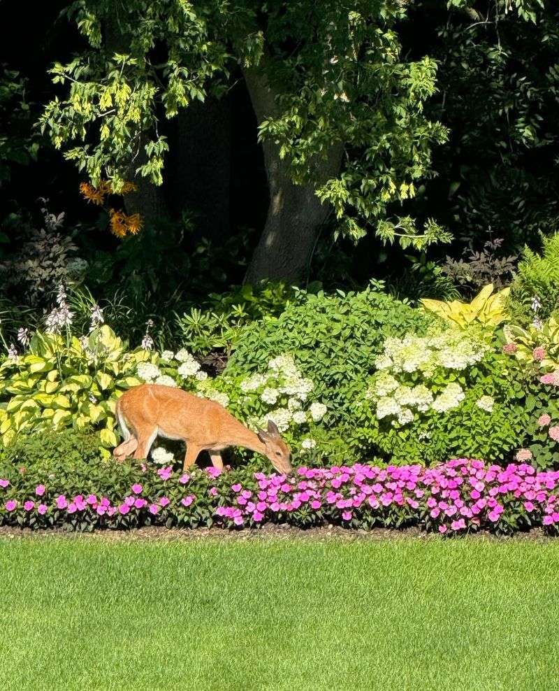 Contact Local Wildlife Management For Persistent Problems