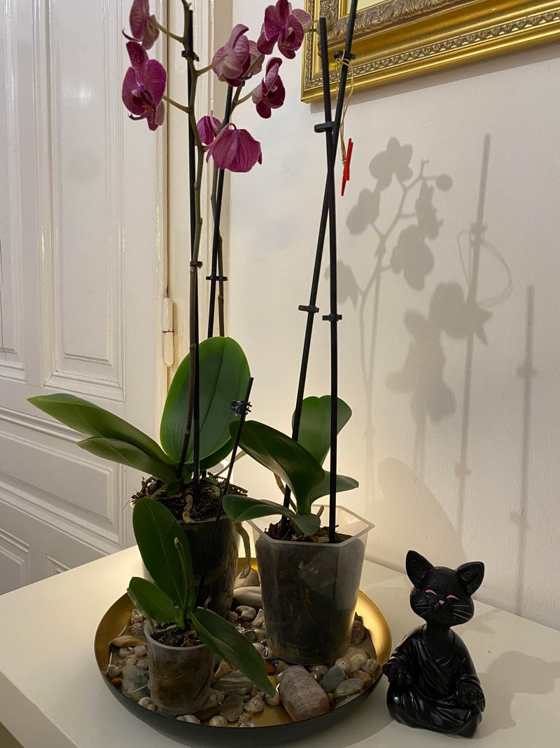 Maintain Steady Humidity Without Overdoing It