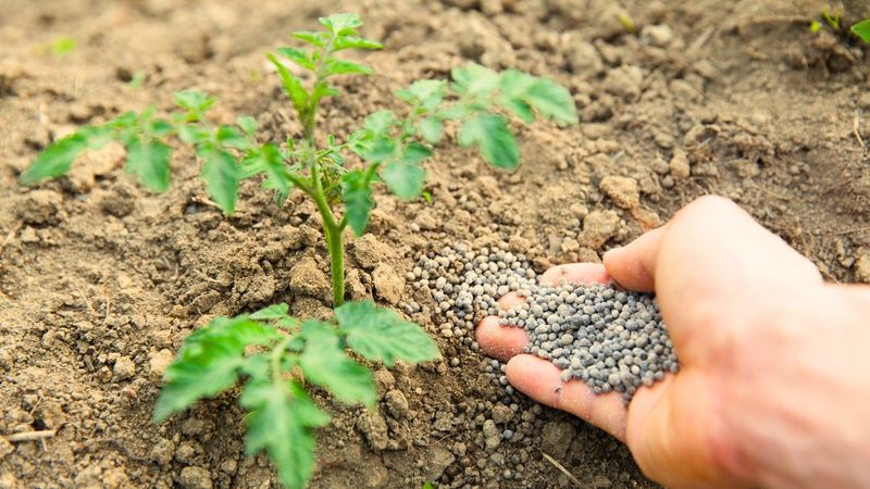 Apply Fertilizer At The Base, Avoid Leaf Contact