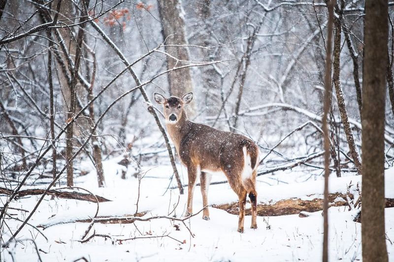 Time Planting To Avoid Peak Deer Feeding Periods