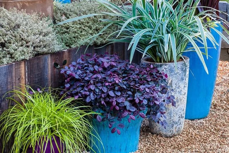 Design A Container Garden Display