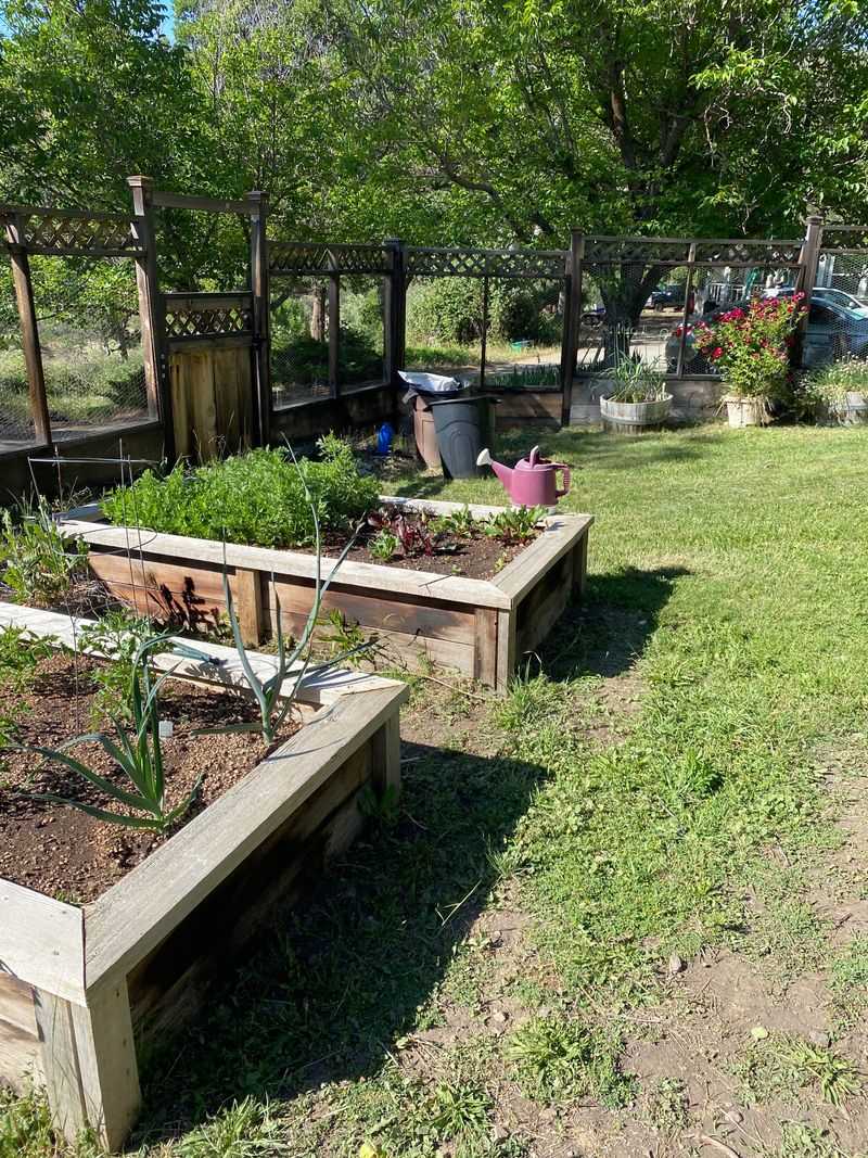 Control Pests Naturally Without Harsh Chemicals