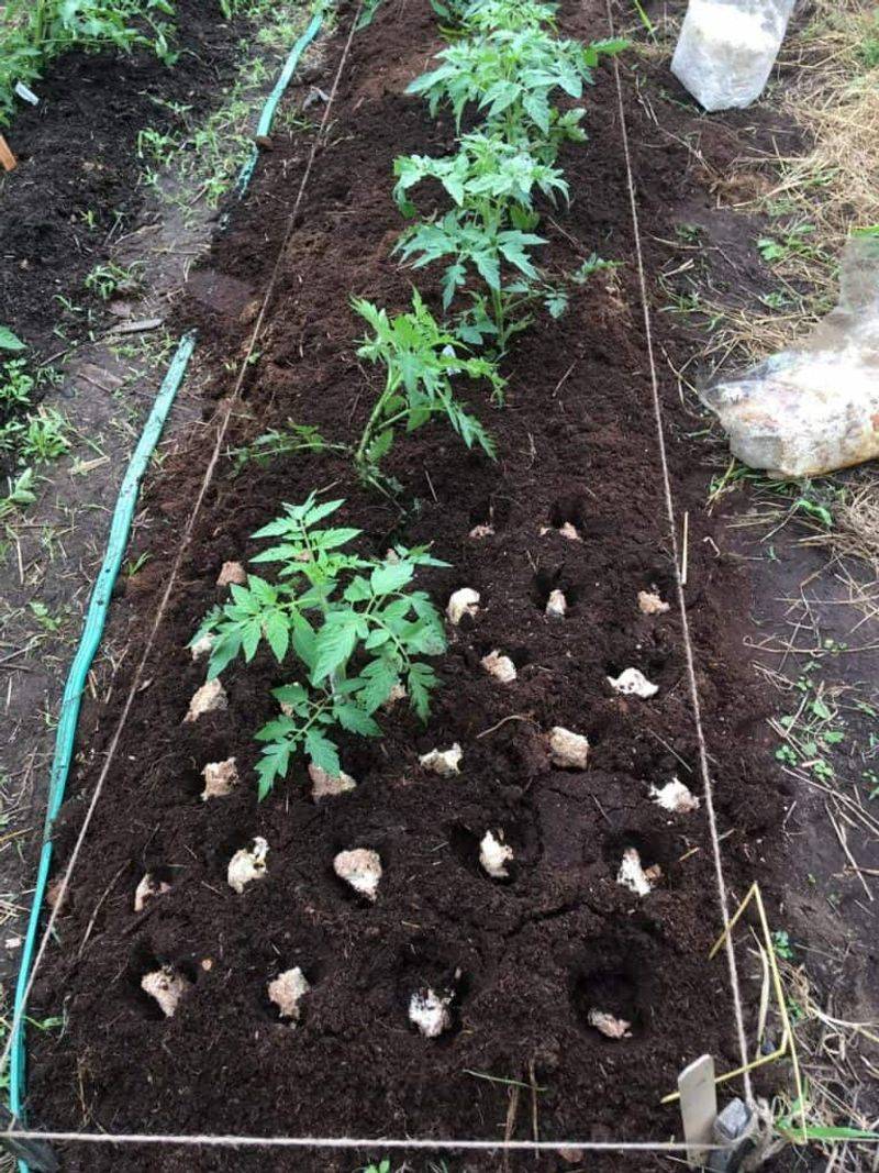 Enhances Soil Health Naturally