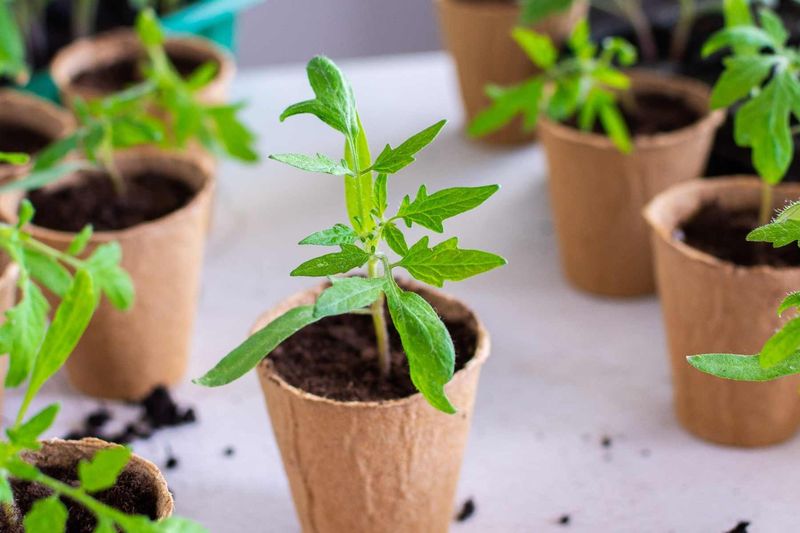 Bring Sensitive Seedlings And Starter Trays Indoors Overnight